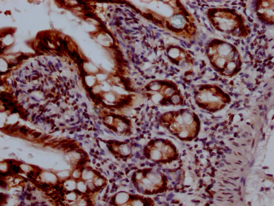 TOP1 Antibody