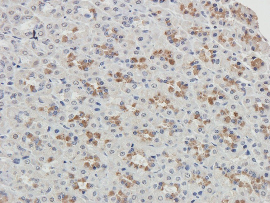 TOR1B Rabbit Polyclonal Antibody