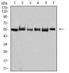 TRAF2 Antibody