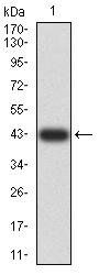 TRAF2 Antibody