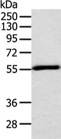 TRAF2 Antibody