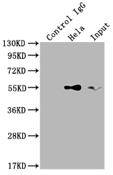 TRAF2 Antibody