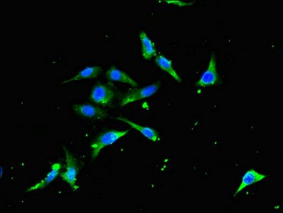 TRAF3 Antibody