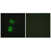 TRAF3IP3 Antibody