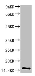 TTR Antibody