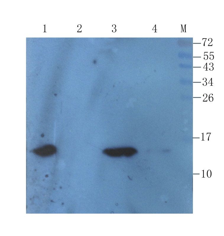 Transthyretin Rabbit Polyclonal Antibody