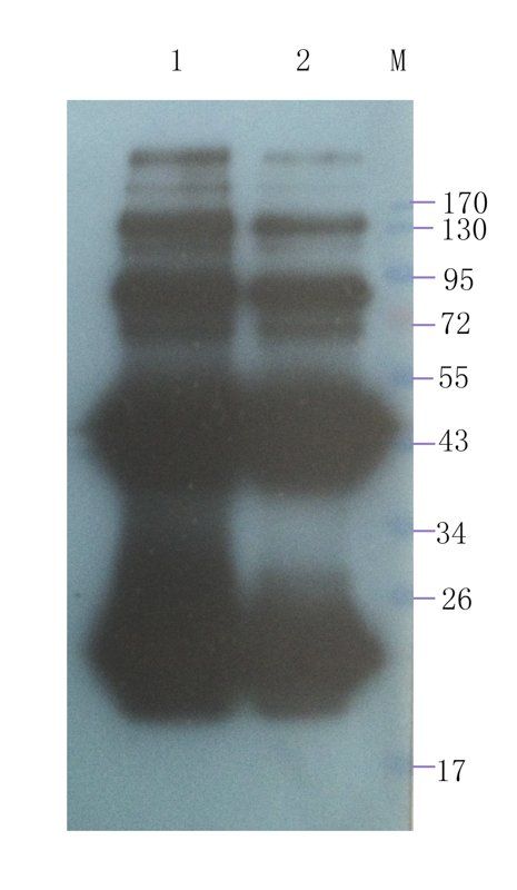 Transthyretin Rabbit Polyclonal Antibody