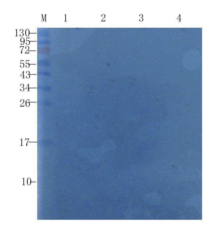 Transthyretin Rabbit Polyclonal Antibody
