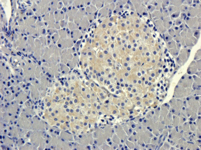 Transthyretin Mouse Monoclonal Antibody