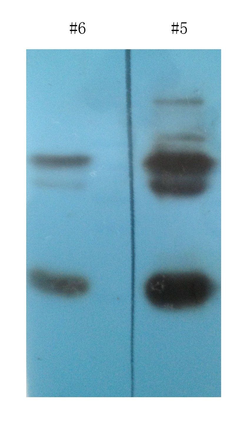 Transthyretin Mouse Monoclonal Antibody