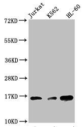 HIST1H3A Antibody