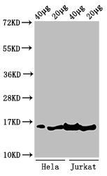 HIST1H3A Antibody