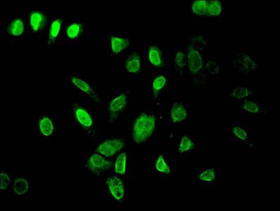 HIST1H3A Antibody