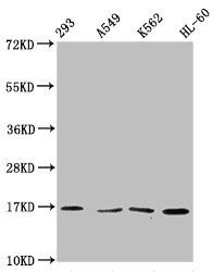 HIST1H3A Antibody