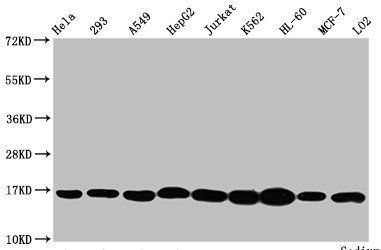 HIST1H3A Antibody