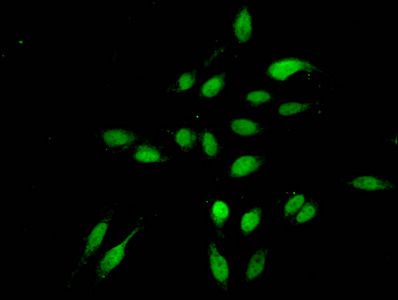 HIST1H3A Antibody