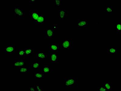 HIST1H3A Antibody