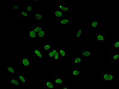 HIST1H3A Antibody