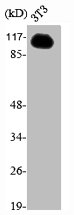 TRIM24 Antibody