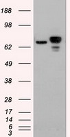 TRIM29 Antibody