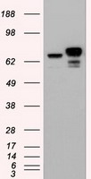 TRIM29 Antibody