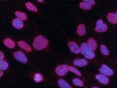 HIST1H3A Antibody