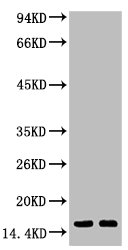 Tri-methyl-Histone H3(K79) Antibody