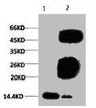 Tri-methyl-Histone H3(K79) Antibody