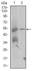 TRIP6 Antibody