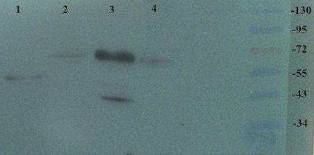 TRPV1 Rabbit Polyclonal Antibody