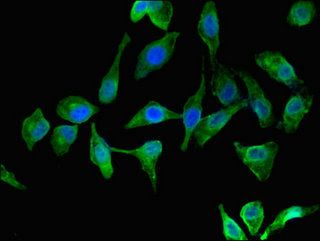 TSPAN8 Antibody