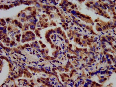TSPAN9 Antibody