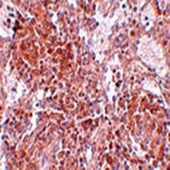 TSPAN9 Rabbit Polyclonal Antibody