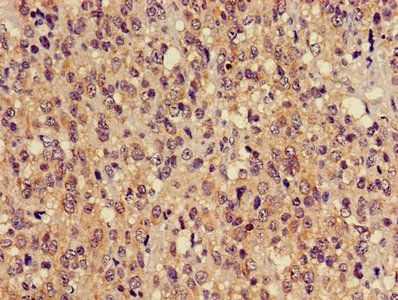 TUBA3C Antibody