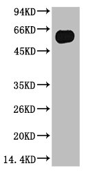 TUBB3 Antibody