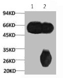 TUBB3 Antibody