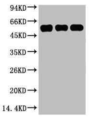 TUBB3 Antibody