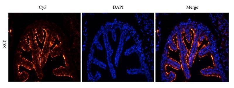 Tubulin beta 3 Rabbit Polyclonal Antibody