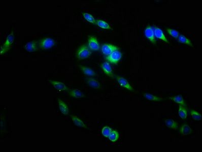 TNFSF9 Antibody