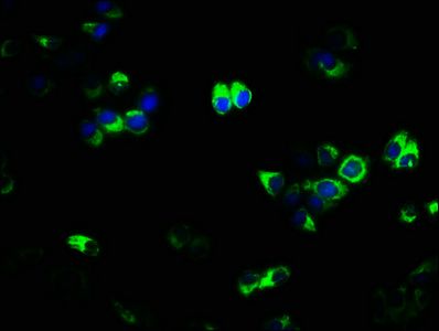 TNFRSF11A Antibody