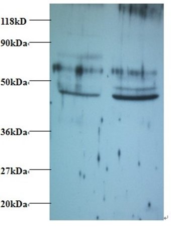 TNFSF14 Antibody (Biotin)