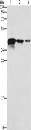 TWF2 Antibody