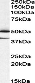 TXNDC5 (aa269-282) Antibody