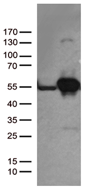 UAP56 Antibody