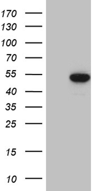 UBASH3A Antibody