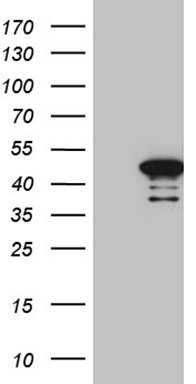 UBASH3A Antibody