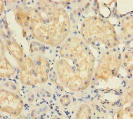 UBD Antibody