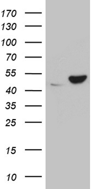 UBA3 Antibody