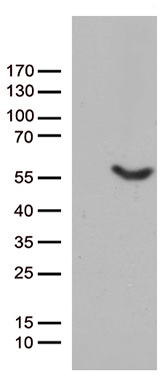 UBA3 Antibody
