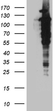 UBA7 Antibody